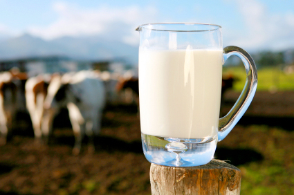 milkcows-istock000003721058-1